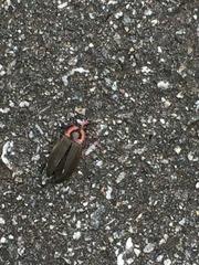 Insecta