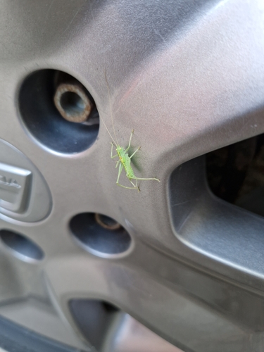 Southern Oak Bush-cricket