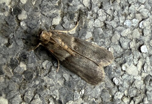 Scarce oak knot-horn, 3925 Scherpenzeel, Nederland, photo 8 of 10