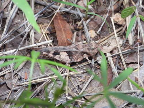 Platte Range Grasshopper