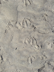 Haematopus palliatus