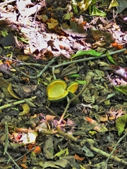 Tabernaemontana glabra, photograph author not stated, no rights reserved