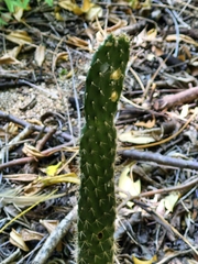 Acanthocereus oaxacensis, photograph author not stated, no rights reserved