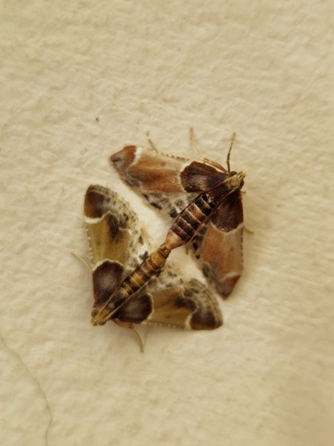 Meal moth