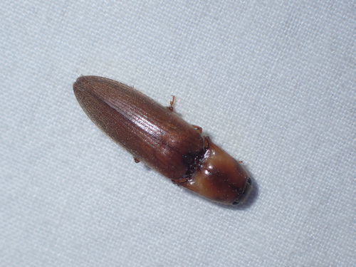 Simodactylus observed 2026-08-01