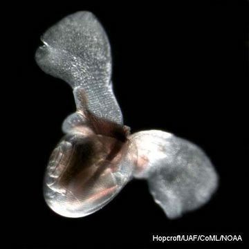 Helicid Pteropod