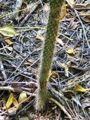 Acanthocereus oaxacensis, photograph author not stated, no rights reserved