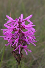 Disa nervosa