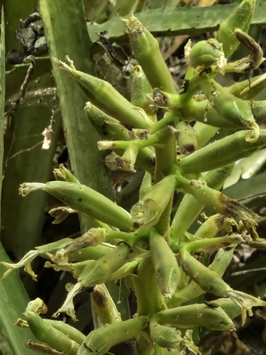 Bromelia palmeri, photograph 3