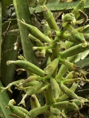 author not stated, no rights reserved Bromelia palmeri, photograph author not stated, no rights reserved