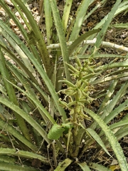 author not stated, no rights reserved Bromelia palmeri, photograph author not stated, no rights reserved
