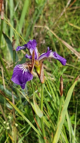 Iris setosa, photograph 4