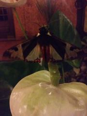 Dysschema marginalis