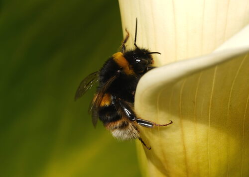 Buff-tailed bumblebee