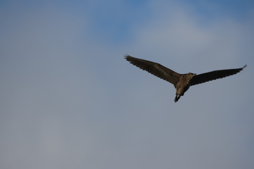 Nycticorax nycticorax observed 2026-08-13