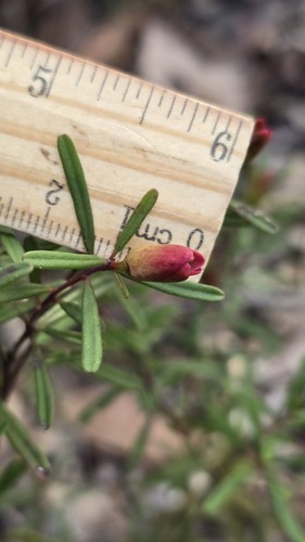 Crowea exalata, photograph 3