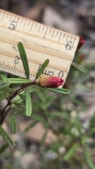 Crowea exalata, photograph (c) Petra Holland, some rights reserved (CC BY)