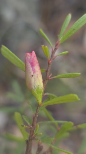 Crowea exalata