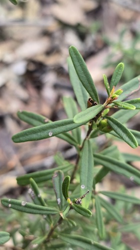 Crowea exalata, photograph 2
