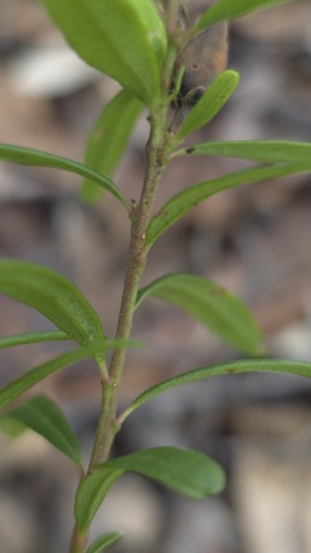 Crowea exalata, photograph 4