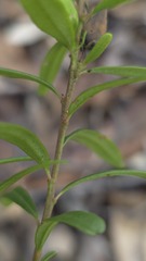 Crowea exalata, photograph (c) Petra Holland, some rights reserved (CC BY)