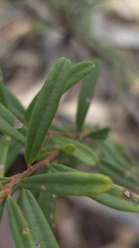 Crowea exalata, photograph 5