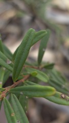 Crowea exalata, photograph (c) Petra Holland, some rights reserved (CC BY)