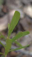 Crowea exalata, photograph (c) Petra Holland, some rights reserved (CC BY)