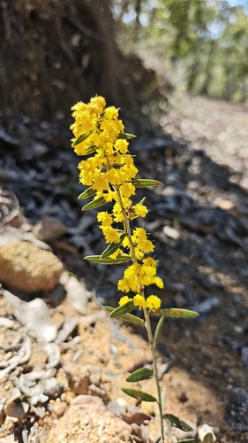 Acacia nervosa observed 2026-08-09