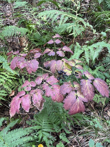 Eurasian baneberry