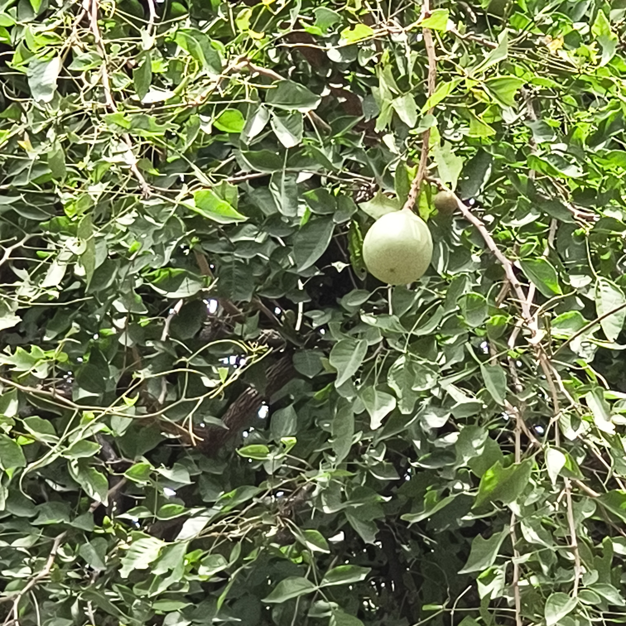 Imagem de Aegle marmelos