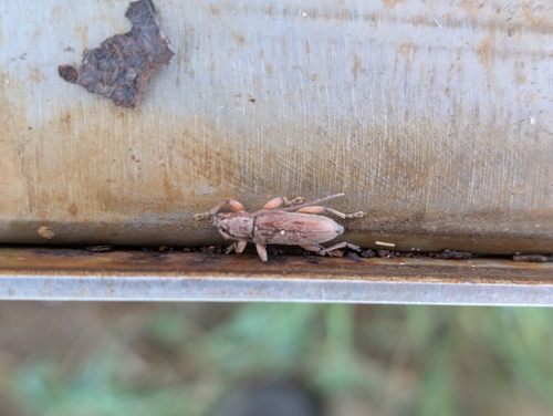 Ceresium unicolor observed 2026-08-13