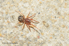 Phrurolithidae