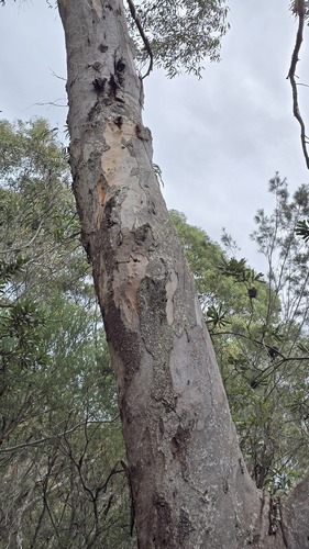 Eucalyptus punctata, photograph 2