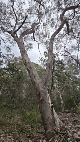 Eucalyptus punctata