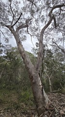 Eucalyptus punctata