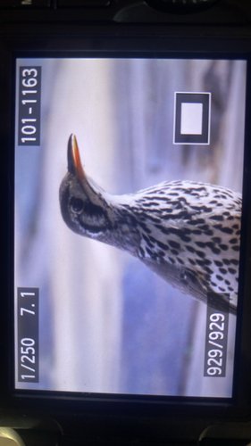 Groundscraper Thrush