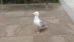 Larus argentatus