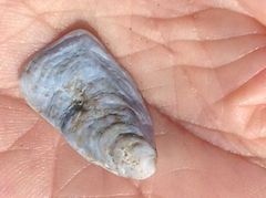 Crepidula plana