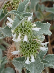 Marrubium incanum