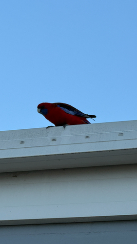 Crimson Rosella