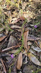 Tetratheca ericifolia, photograph (c) Petra Holland, some rights reserved (CC BY)