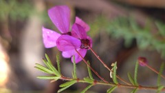 Tetratheca ericifolia, photograph (c) Petra Holland, some rights reserved (CC BY)