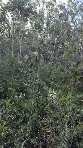 Acacia linifolia, photograph 6
