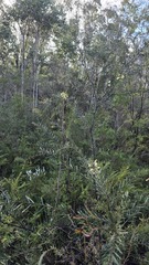 Acacia linifolia, photograph (c) Petra Holland, some rights reserved (CC BY)