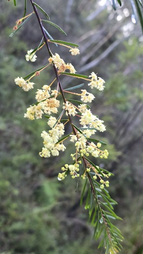 Acacia linifolia, photograph 5