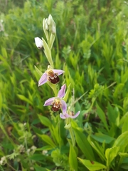 Ophrys apifera apifera