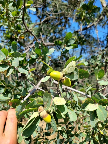 iNaturalist observation photo of Dumosae