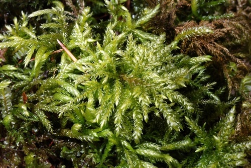 Representative image of Thamnobryum