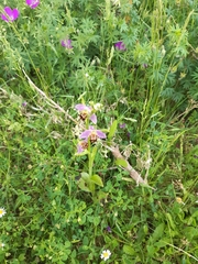 Ophrys apifera apifera